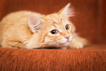 Lovely red kitten lies on the couch