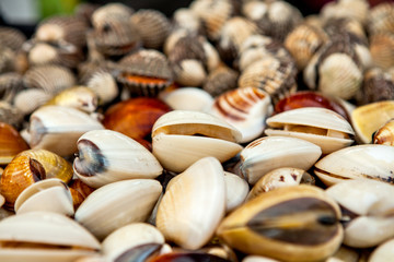 Fresh Shellfish on the Fish Market in Borneo (Malaysia)