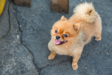 Pomeranian dog stand on the street