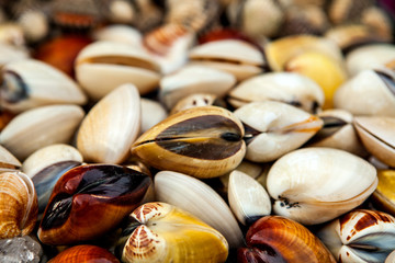 Fresh Shellfish on the Fish Market in Borneo (Malaysia)