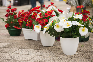 Flower market at the street. 