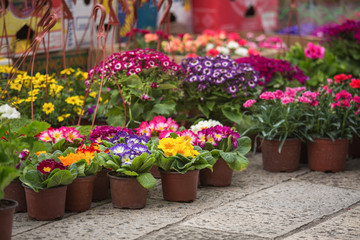 Fototapeta na wymiar Flower market at the street. 