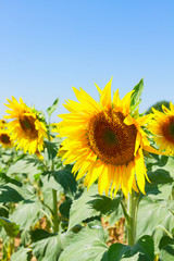 Obraz premium Field of sunflowers