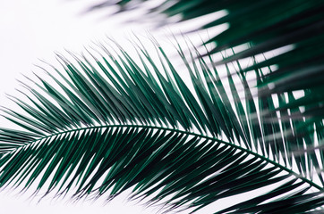 Obraz premium minimal tropic concept. leaves of palma (closeup)