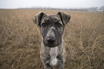 Cute baby dog portrait
