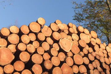 Log stack of harvested timber 