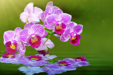 Closeup of a pink orchid and water reflection.