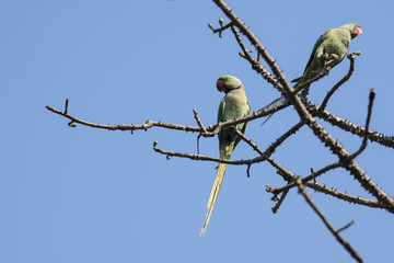 Pair of Rose Ringed Parakeet Perched on Branch of a Tree 