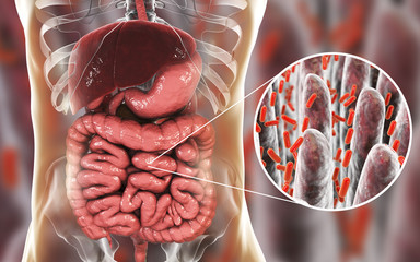Intestinal microbiome, anatomy of human digestive system and close-up view of intestinal villi with enteric bacteria, 3D illustration
