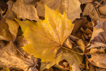 Close up of Autumn leaves laying on the ground