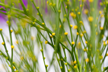 Psilotum nudum in laboratory