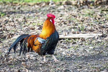 Rooster in natural environment