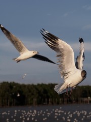 Seagulls in mangrove forest reserve bangpoo Thailand