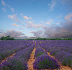 Naklejka na ściany i meble Blooming Lavender field