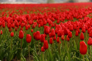Cultivo de tulipanes rojos