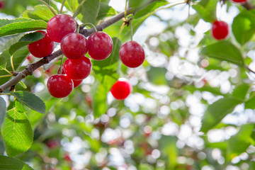 Ripe Cherries on a Tree