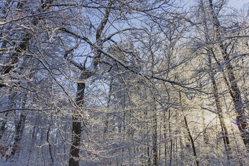 rayon de Soleil dans les branches givrées en Forêt de Fontainebleau sous la neige