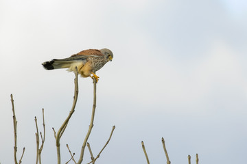 Kestrel