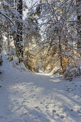 Soleil levant en Forêt de Fontainebleau sous la neige