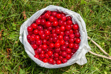 Pail Full of Cherries