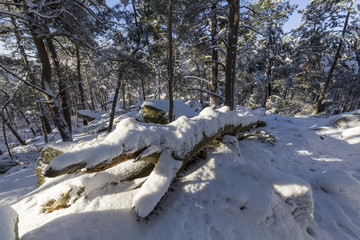 tronc enneigé en forêt de Fontainebleau