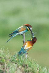 Fototapeta premium Beautiful colorful enamoured couple of bee-eaters sitting on a twig, Merops apiaster, the male is bringing an insect as part of the mating ritual