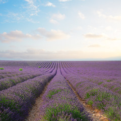 Blooming Lavender field