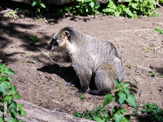 South American Coati sits  on the ground and rests on a sunny day