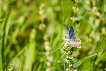 Butterfly, Common blue (Polyommatus icarus)