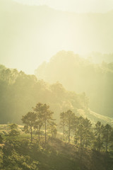 Nature, sky, forest, trees on a hill in the countryside