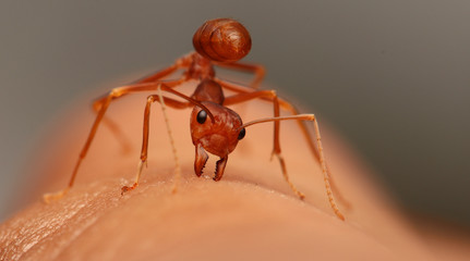 Ants, biting fingers