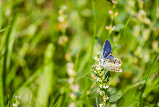 Butterfly, Common blue (Polyommatus icarus)