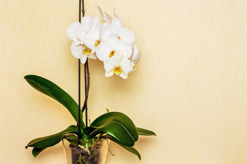 white beautiful orchid flower, buy and sell orchid