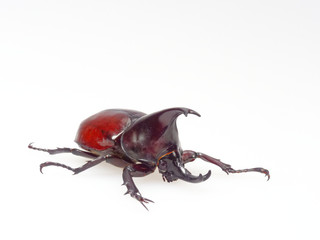 Fighting or rhinoceros beetle isolated on white background