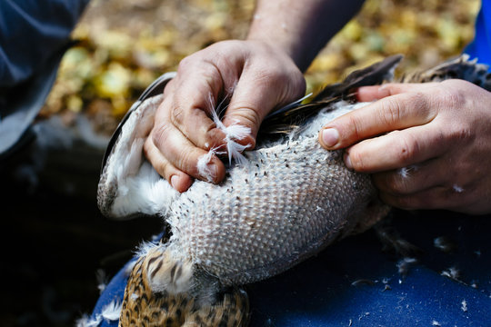 Close up hands plucking feathers