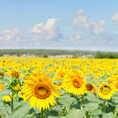 Fototapeta premium Field of sunflowers
