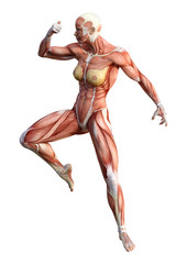 3D Rendering Female Anatomy Figure on White