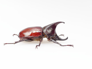 Fighting or rhinoceros beetle isolated on white background