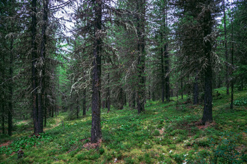 Fototapeta premium Taiga, forest in Russia at summer season, coniferous trees covered with moss