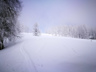 Skitour im Nebel Wald