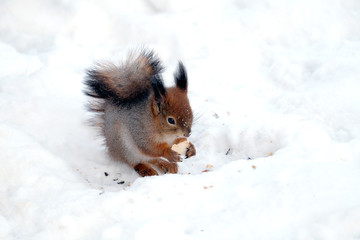 Squirrel sits on the snow and eats food outdoor in winter day closeup