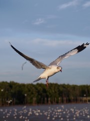 Seagulls in mangrove forest reserve bangpoo Thailand