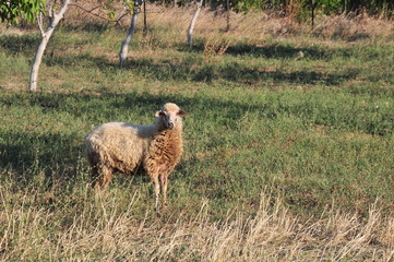 Sheeps in a meadow in the mountains