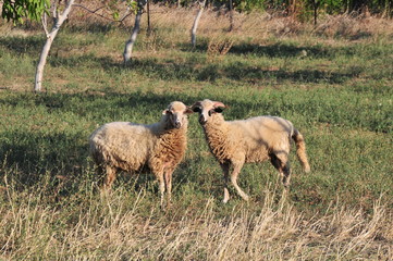 Sheeps in a meadow in the mountains