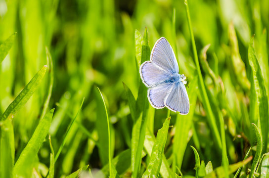 Butterfly, Common blue (Polyommatus icarus)