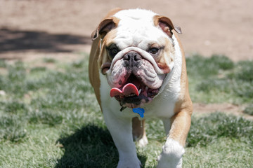 English bulldog walking towards the camera with his tongue out