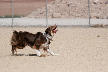 Australian Shepherd chasing a toy at the park with his tongue out