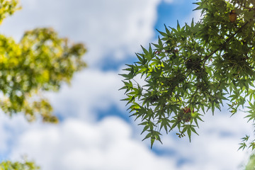 Momiji tree and blue sky with puffy cloud. Travel in Japan concept. Summer and season theme. Maple leaves