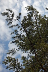 fir, tree, pine, trees