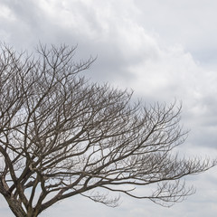 Dried tree and cloud